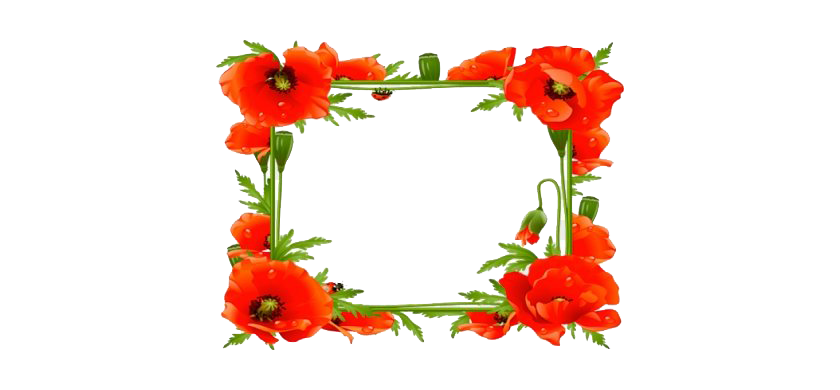 Download PNG image - Poppy Flower Frame Transparent PNG 