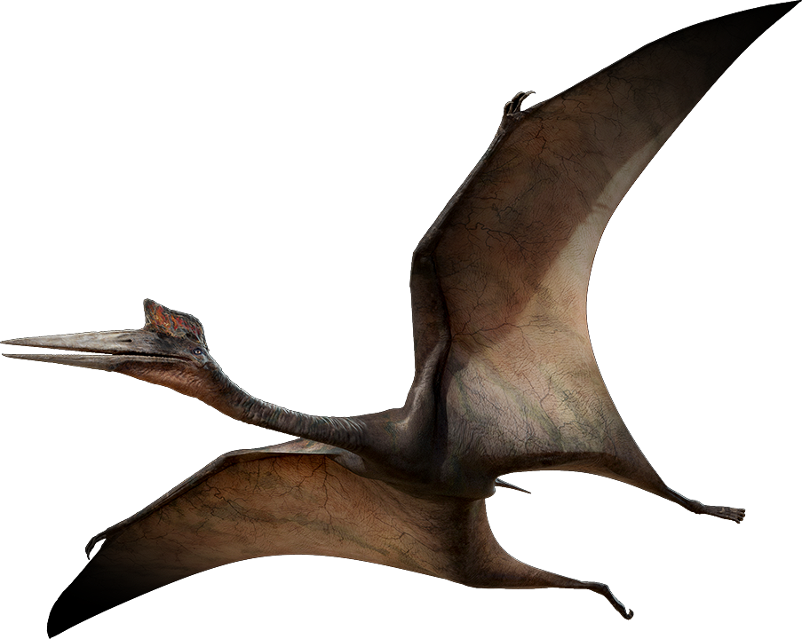 Download PNG image - Pterosaurs Transparent Background 