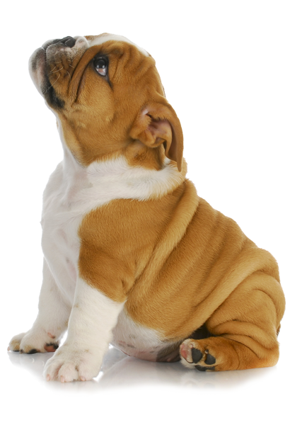 Download PNG image - Puppy PNG Clipart 