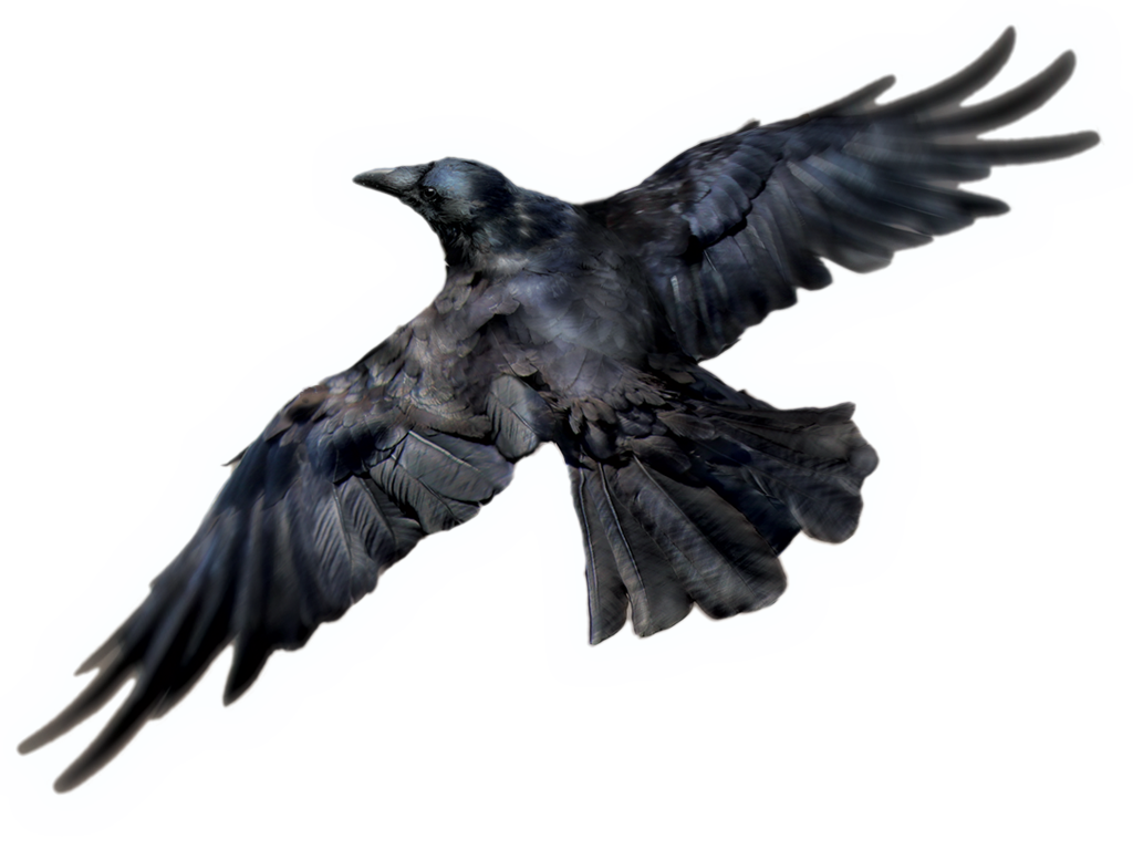 Raven Bird PNG Free Download