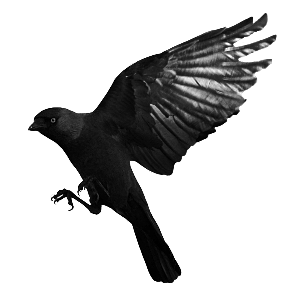Raven Bird PNG Picture