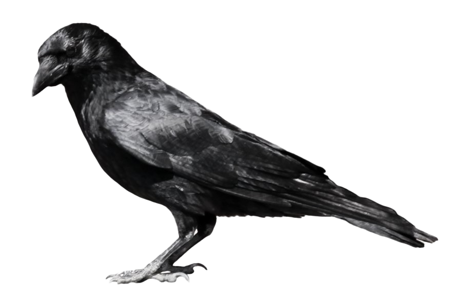 Download PNG image - Raven PNG HD 