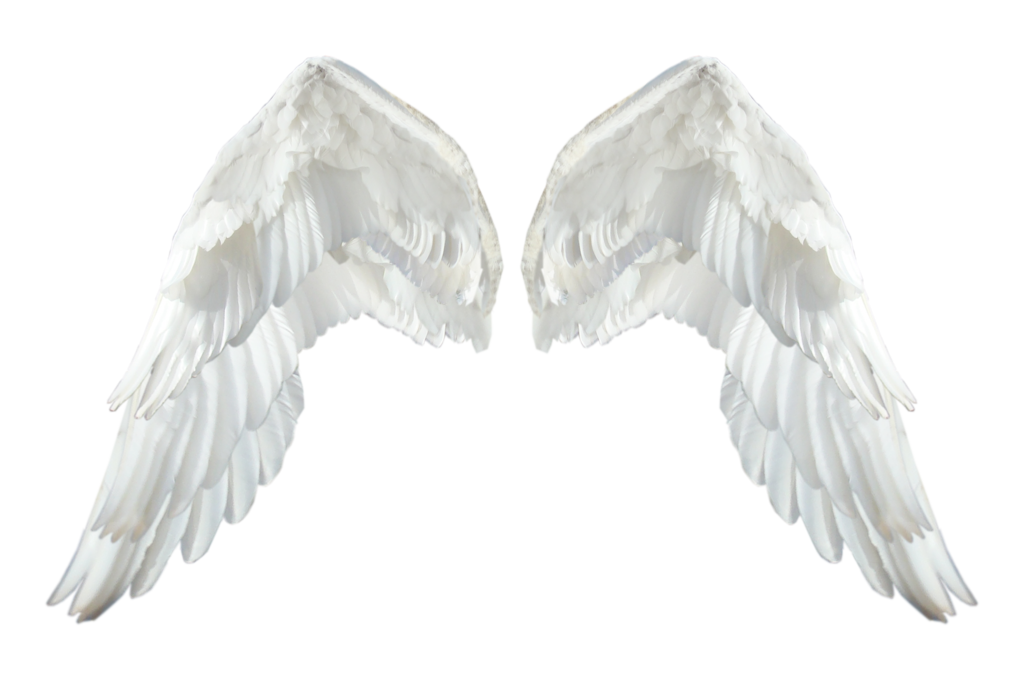 Download PNG image - Realistic Angel Wings Transparent PNG 
