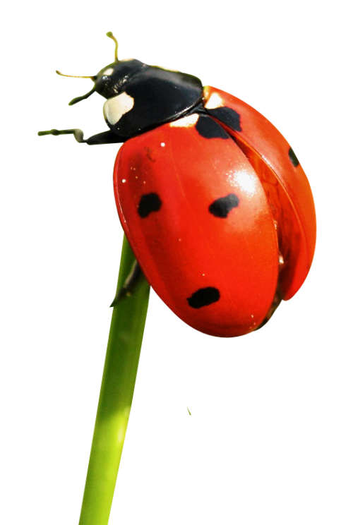 Download PNG image - Red Ladybug PNG File 