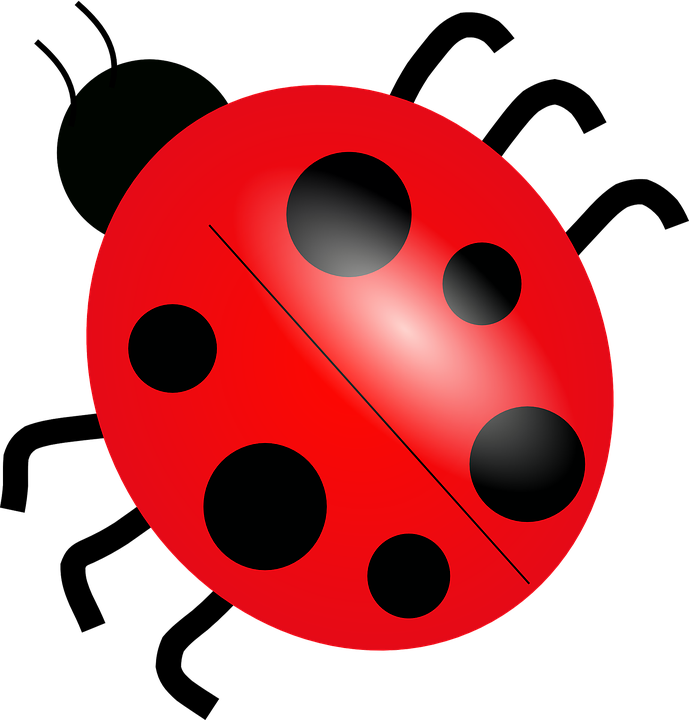 Download PNG image - Red Ladybug PNG Picture 