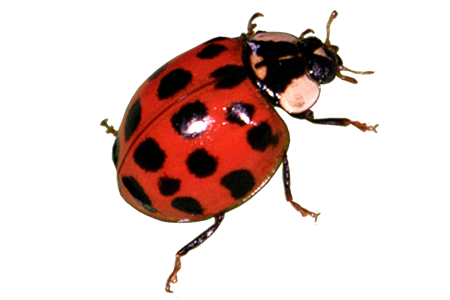 Download PNG image - Red Ladybug PNG Transparent Image 