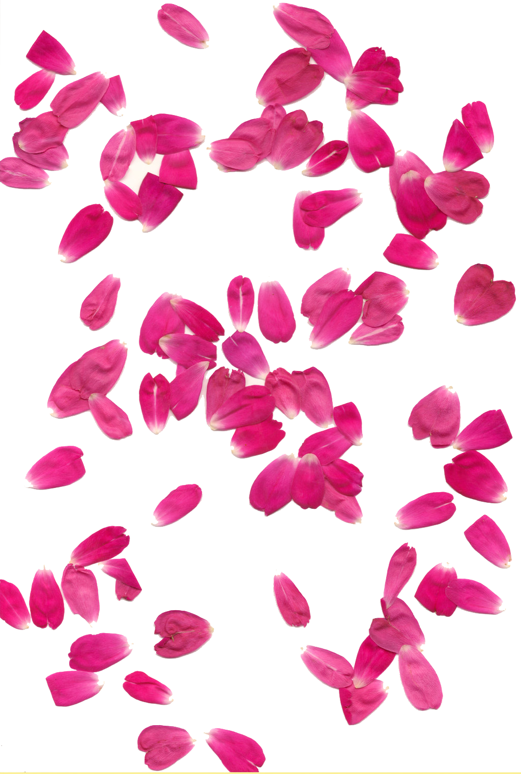 Download PNG image - Rose Petals Transparent Background 