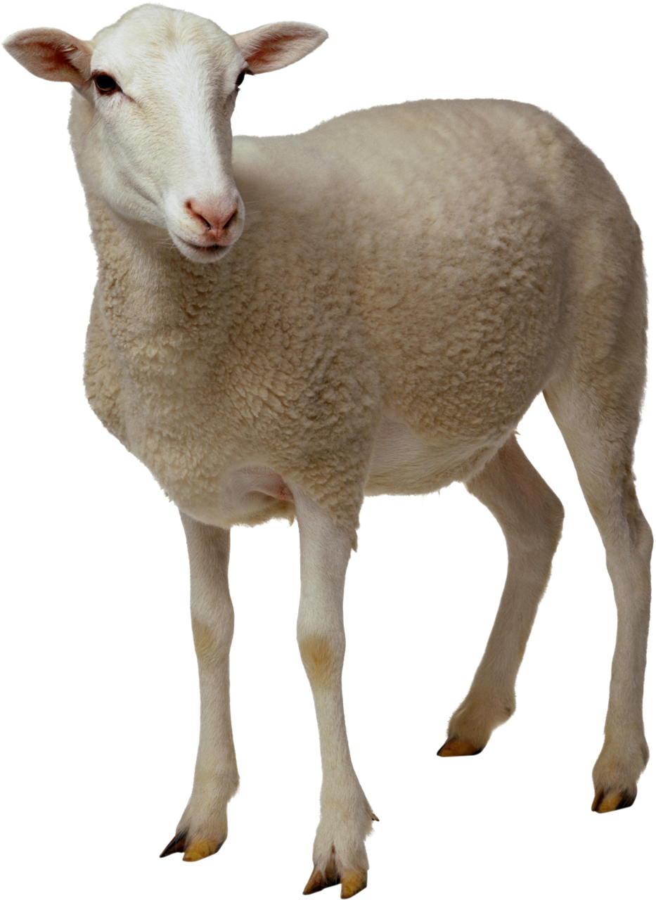 Download PNG image - Sheep PNG No Background 