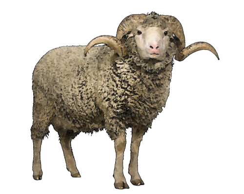 Download PNG image - Sheep PNG Pic Background 