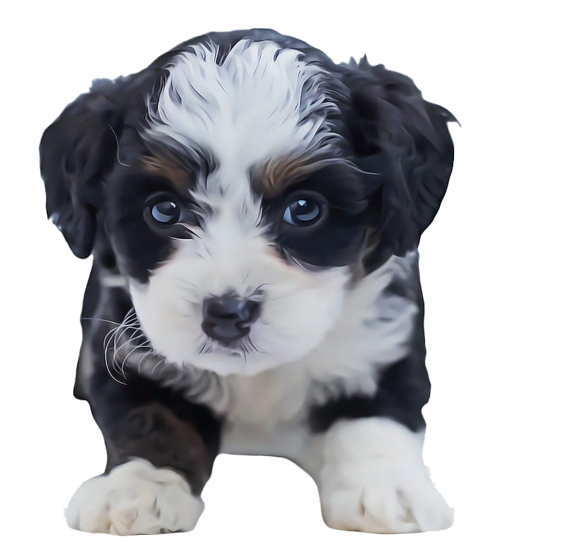 Download PNG image - Shih Tzu Puppy PNG Clipart 
