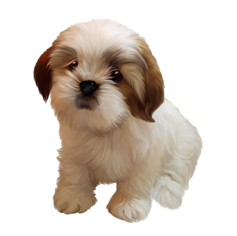 Download PNG image - Shih Tzu Puppy PNG Image 