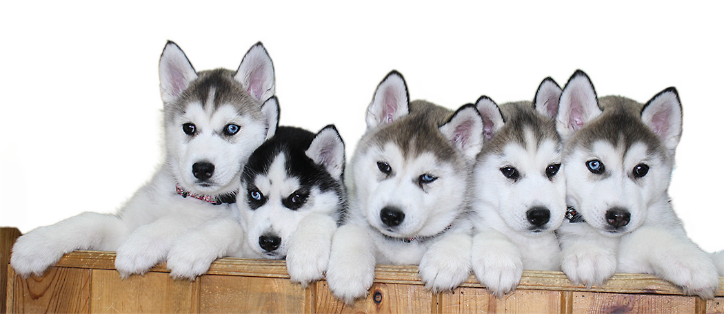 Download PNG image - Siberian Husky Puppy PNG File 