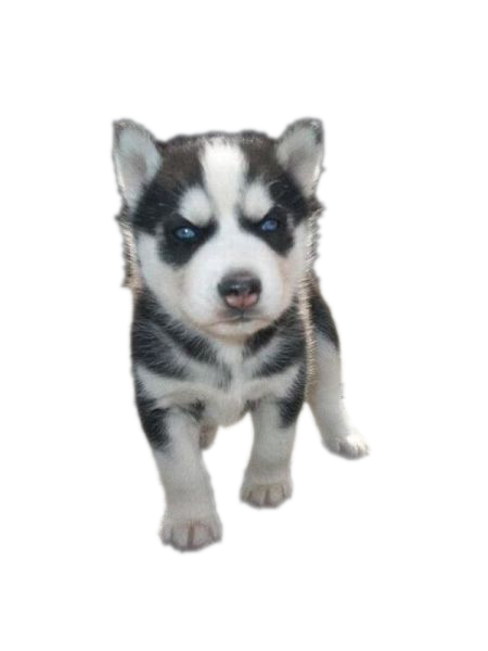 Download PNG image - Siberian Husky Puppy PNG Photos 
