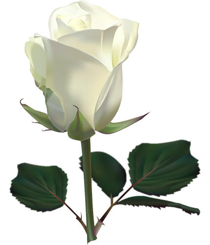 Download PNG image - Single White Rose PNG 