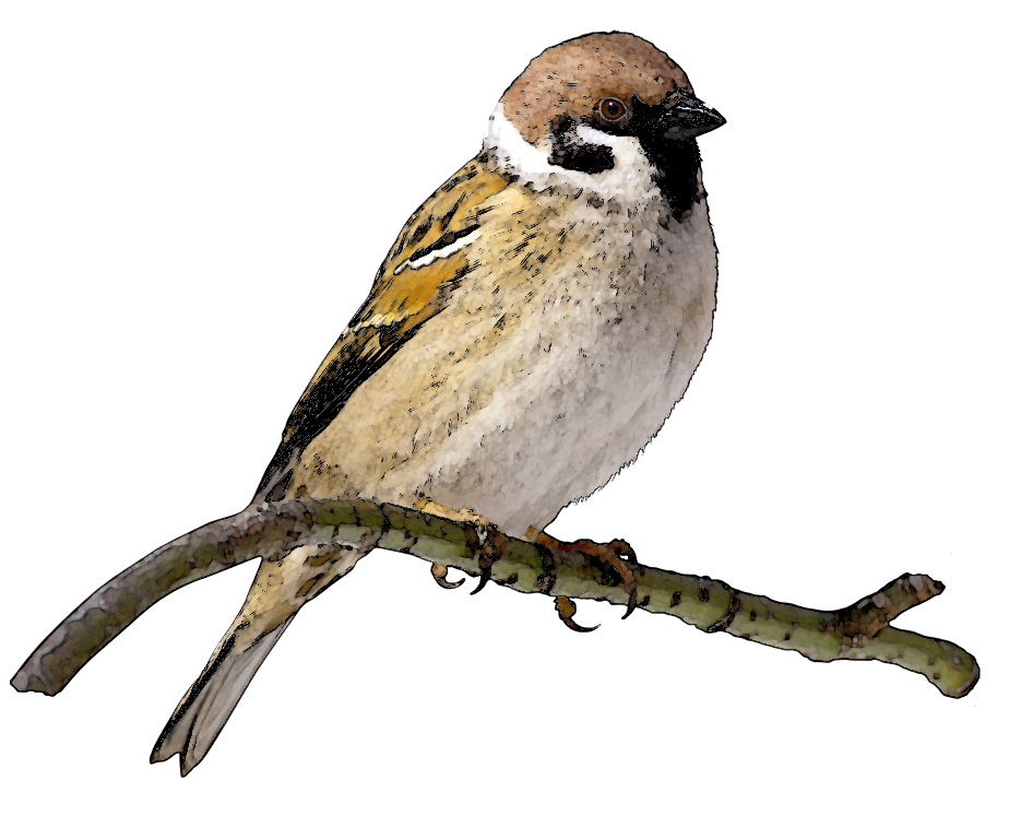 Download PNG image - Sparrow PNG File 