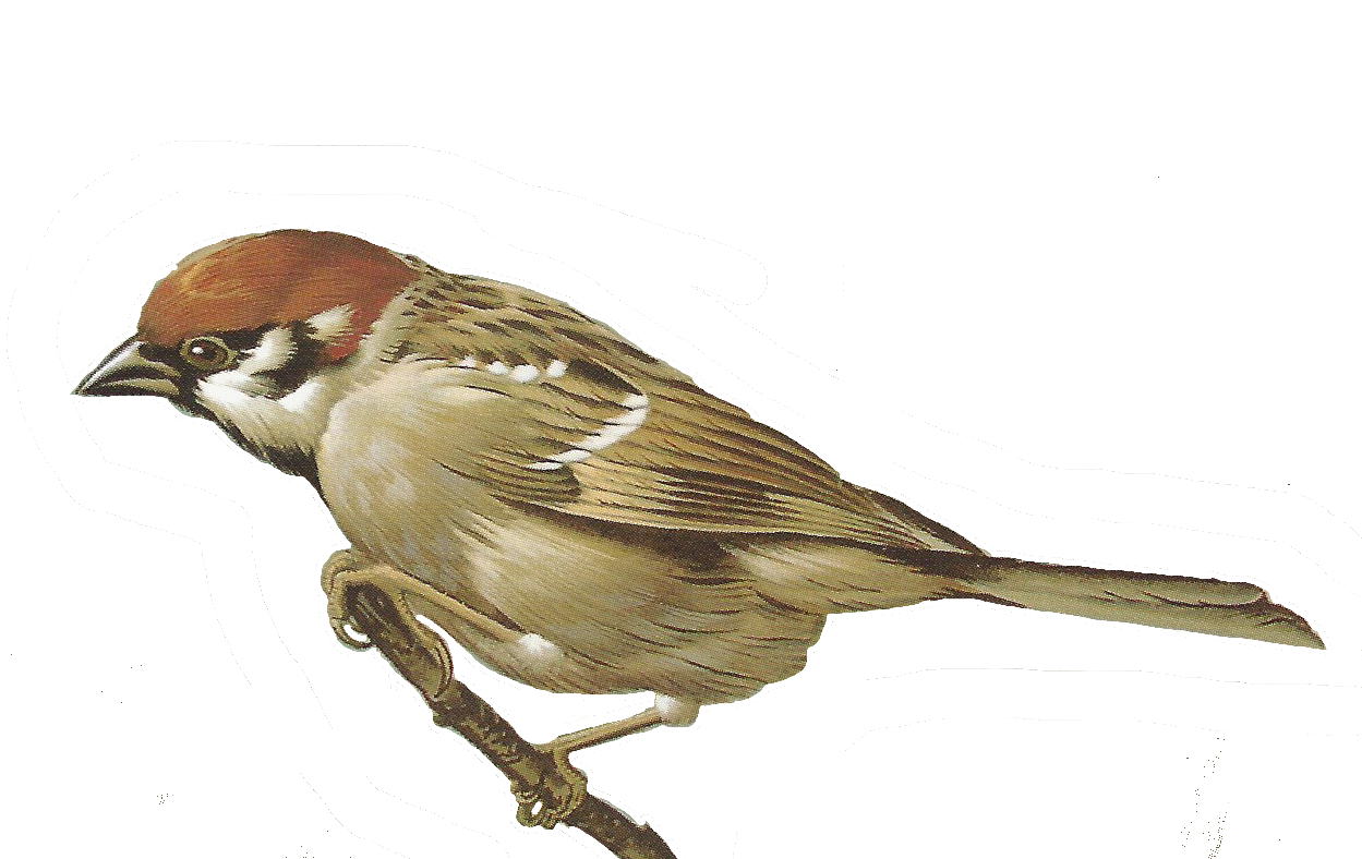 Download PNG image - Sparrow PNG Photo 