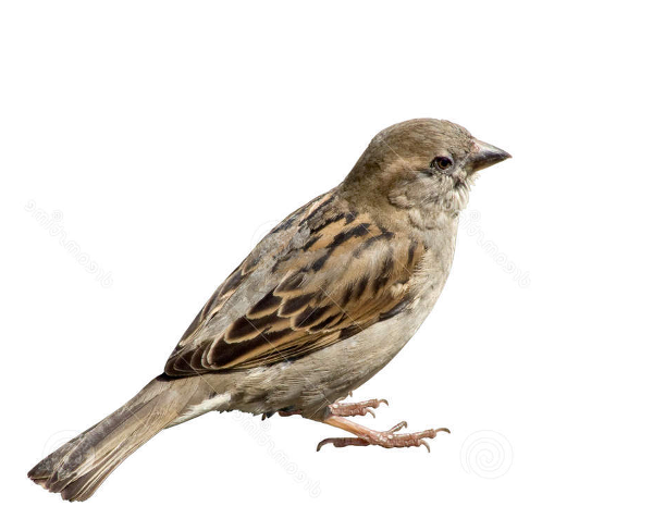 Download PNG image - Sparrow PNG Picture 