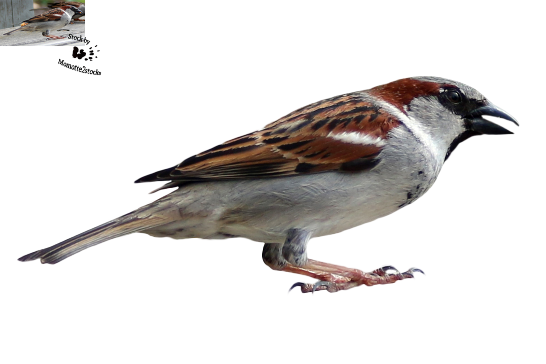 Download PNG image - Sparrow PNG Transparent Image 