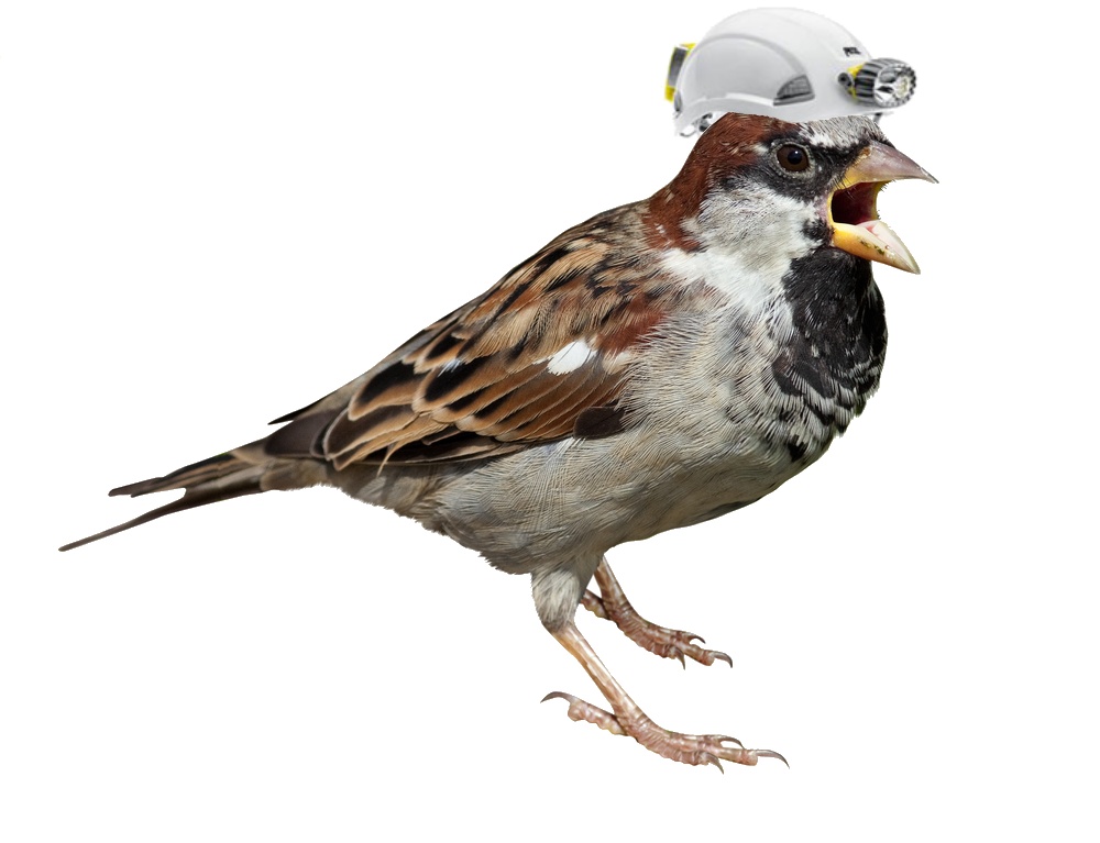 Download PNG image - Sparrow PNG Transparent Picture 