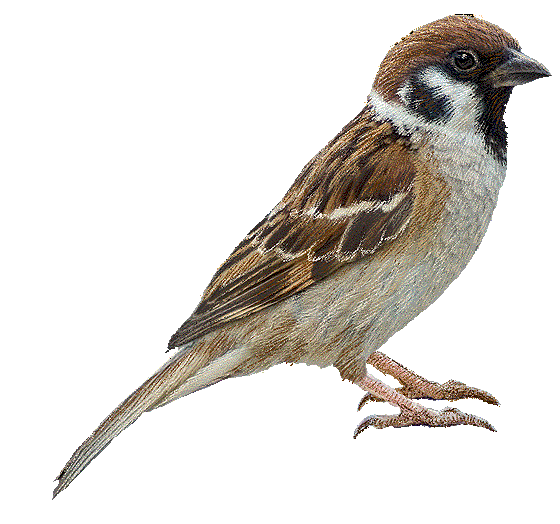 Download PNG image - Sparrow Transparent Images PNG 