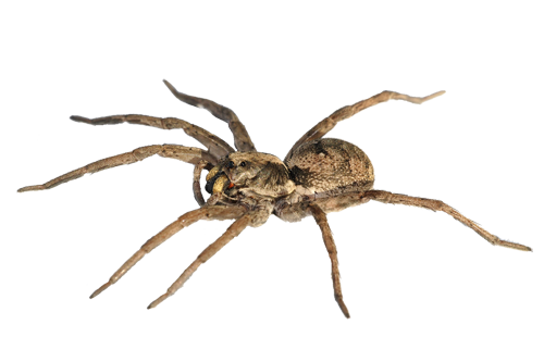 Download PNG image - Spider PNG Pic 