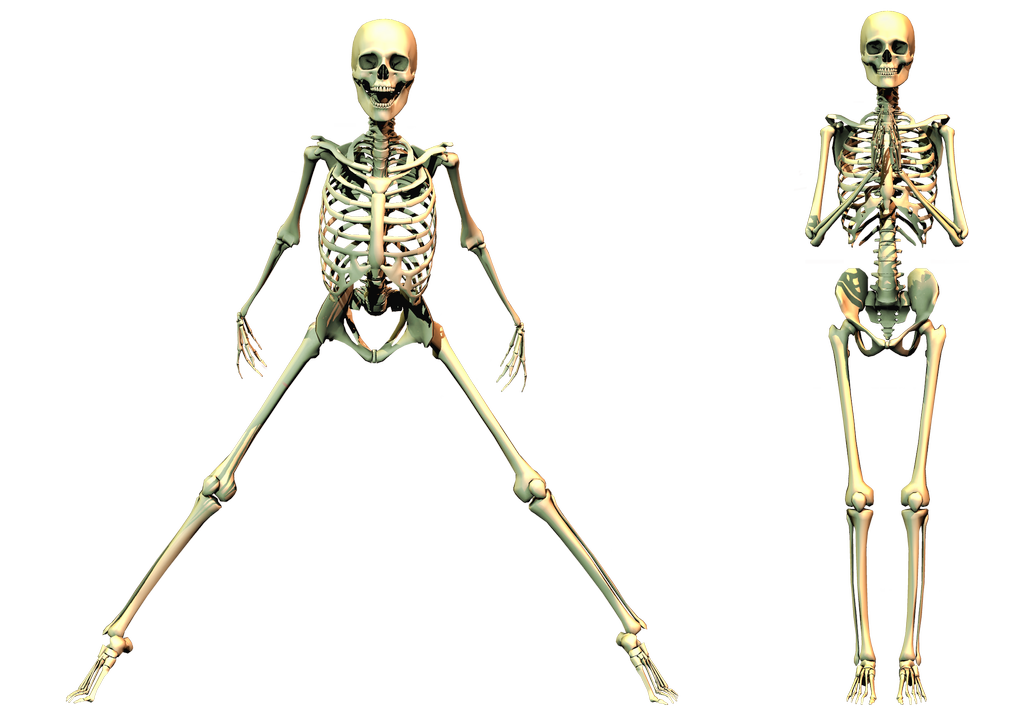 Download PNG image - Spooky Skeleton PNG Clipart 