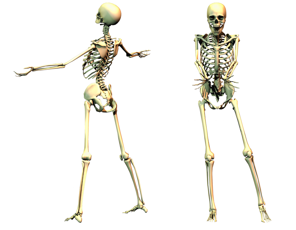 Download PNG image - Spooky Skeleton PNG Image 