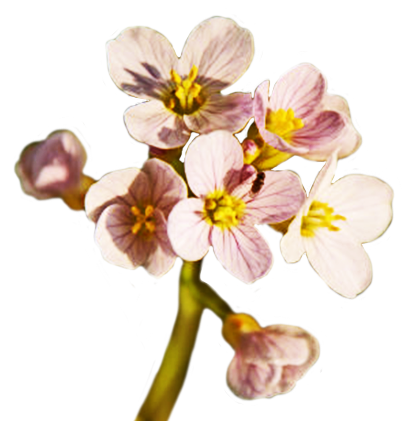 Download PNG image - Spring Flower PNG Free Download 