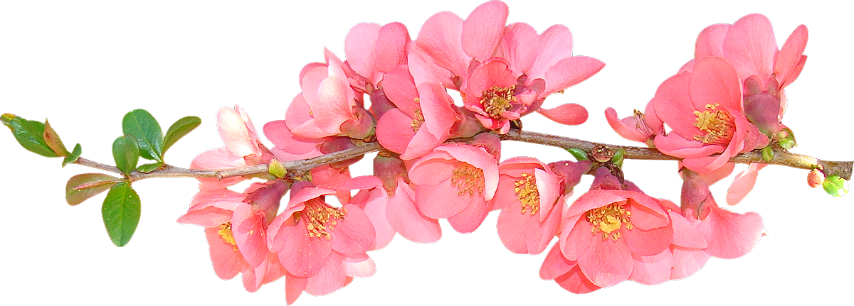 Download PNG image - Spring Flower PNG Photo 