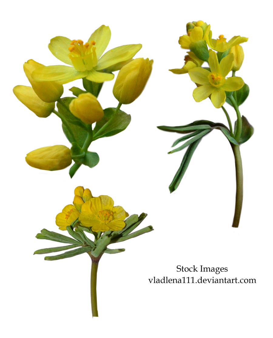 Download PNG image - Spring Flower PNG Pic 
