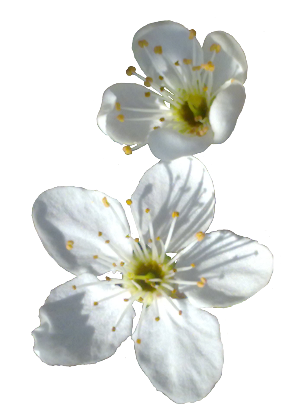 Download PNG image - Spring Flower PNG Transparent Image 