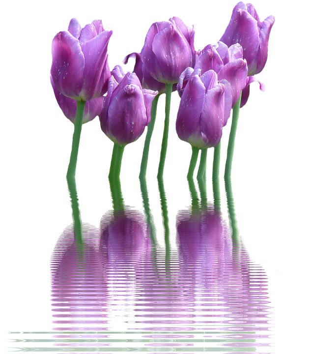 Download PNG image - Spring Flower PNG Transparent 