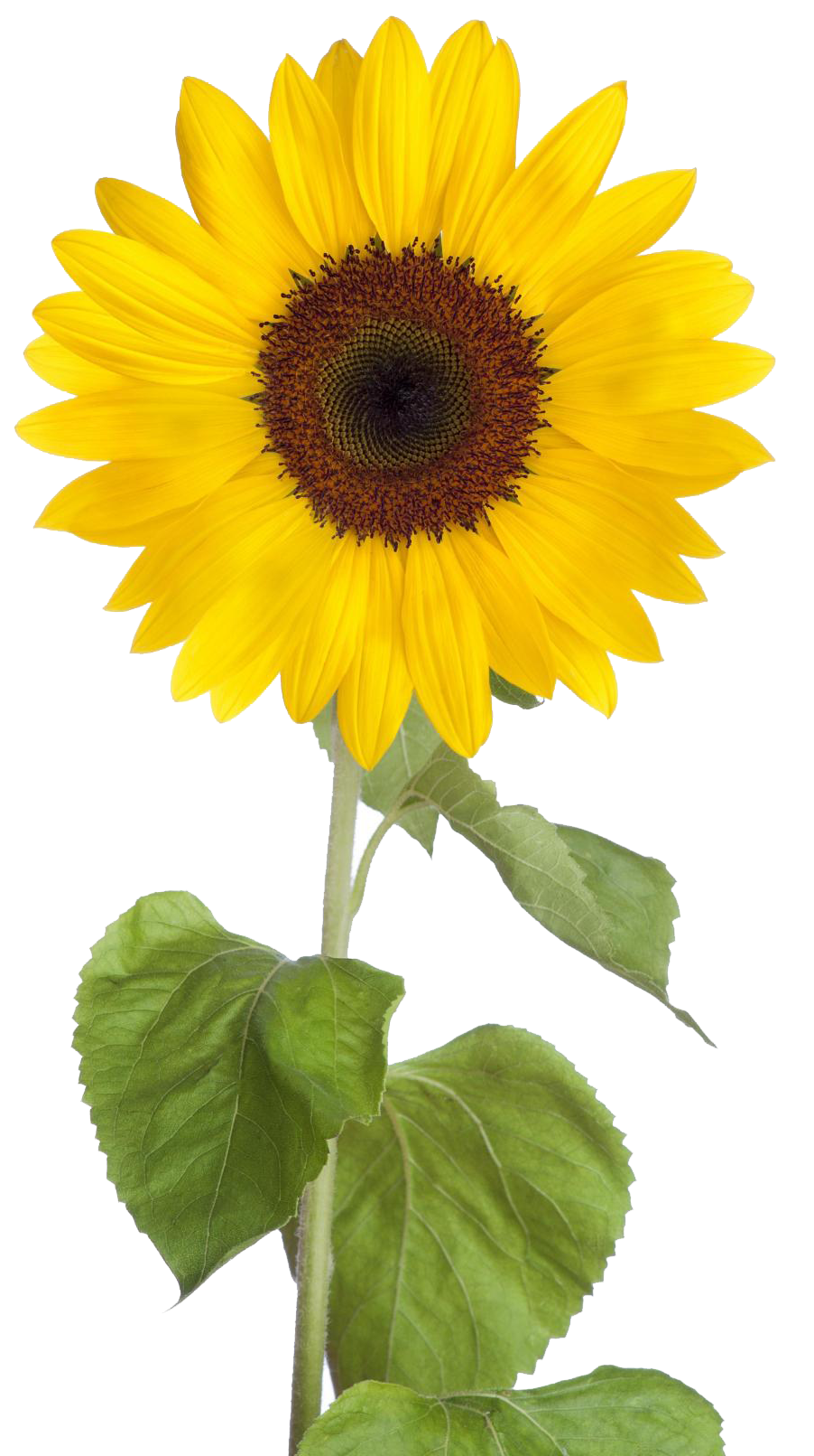 Download PNG image - Sunflower PNG Free Download 