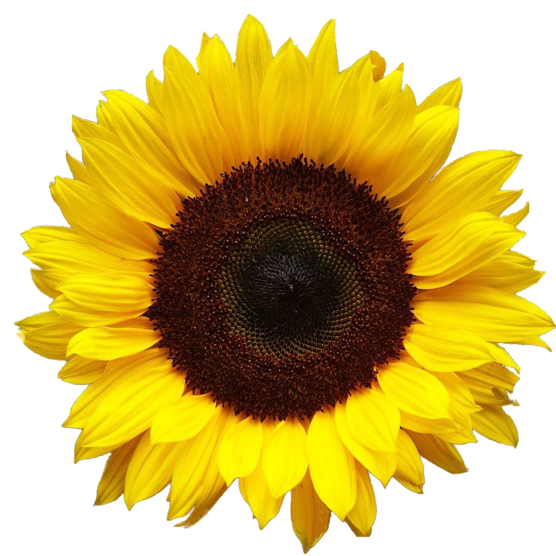 Download PNG image - Sunflower PNG HD 