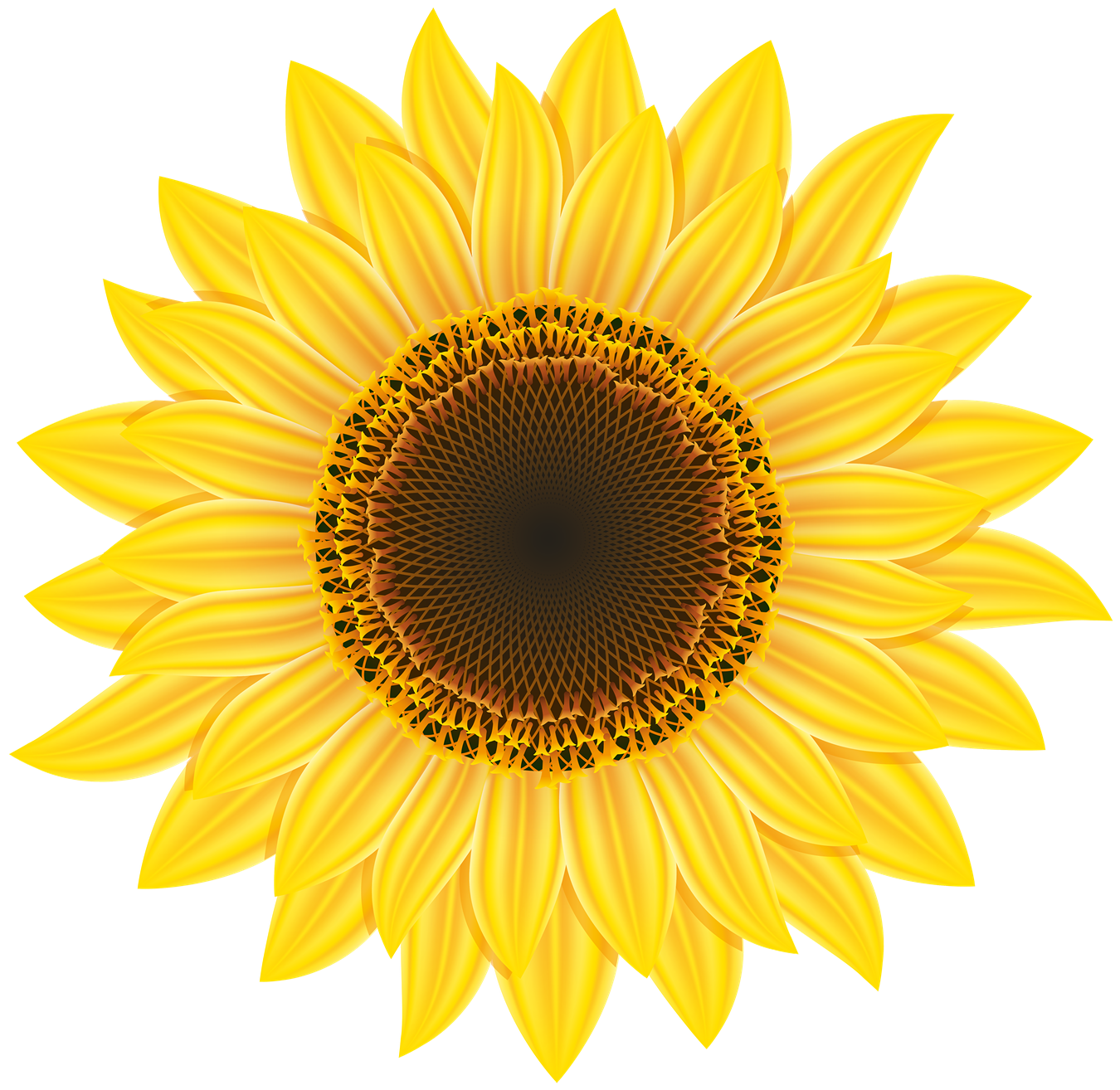 Download PNG image - Sunflower PNG Image 