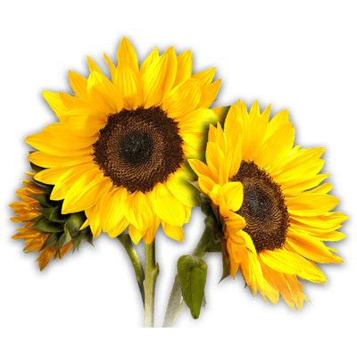 Download PNG image - Sunflower PNG Photos 