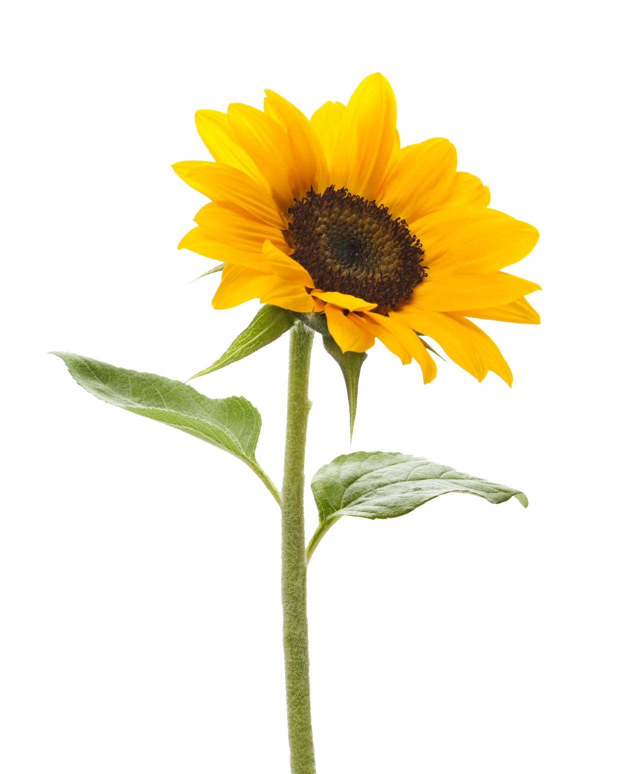 Download PNG image - Sunflower Transparent Background 