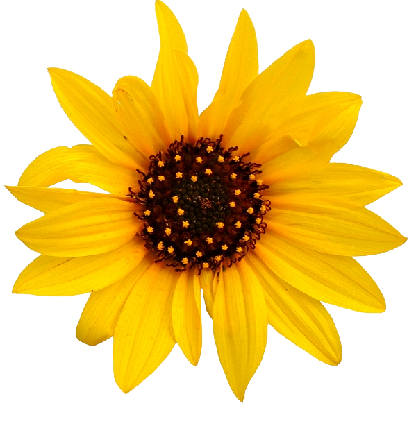 Download PNG image - Sunflower Transparent PNG 