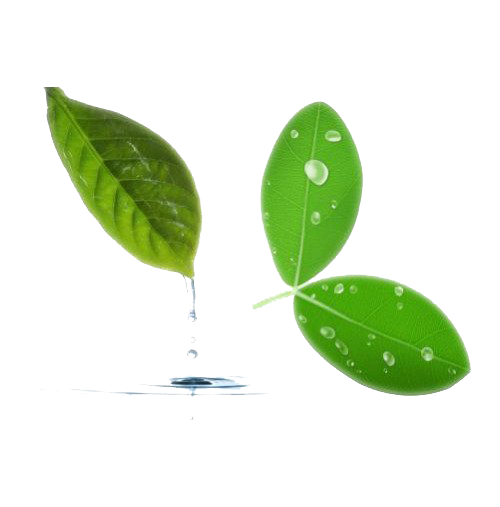 Download PNG image - Tree Leaf Water PNG Image 