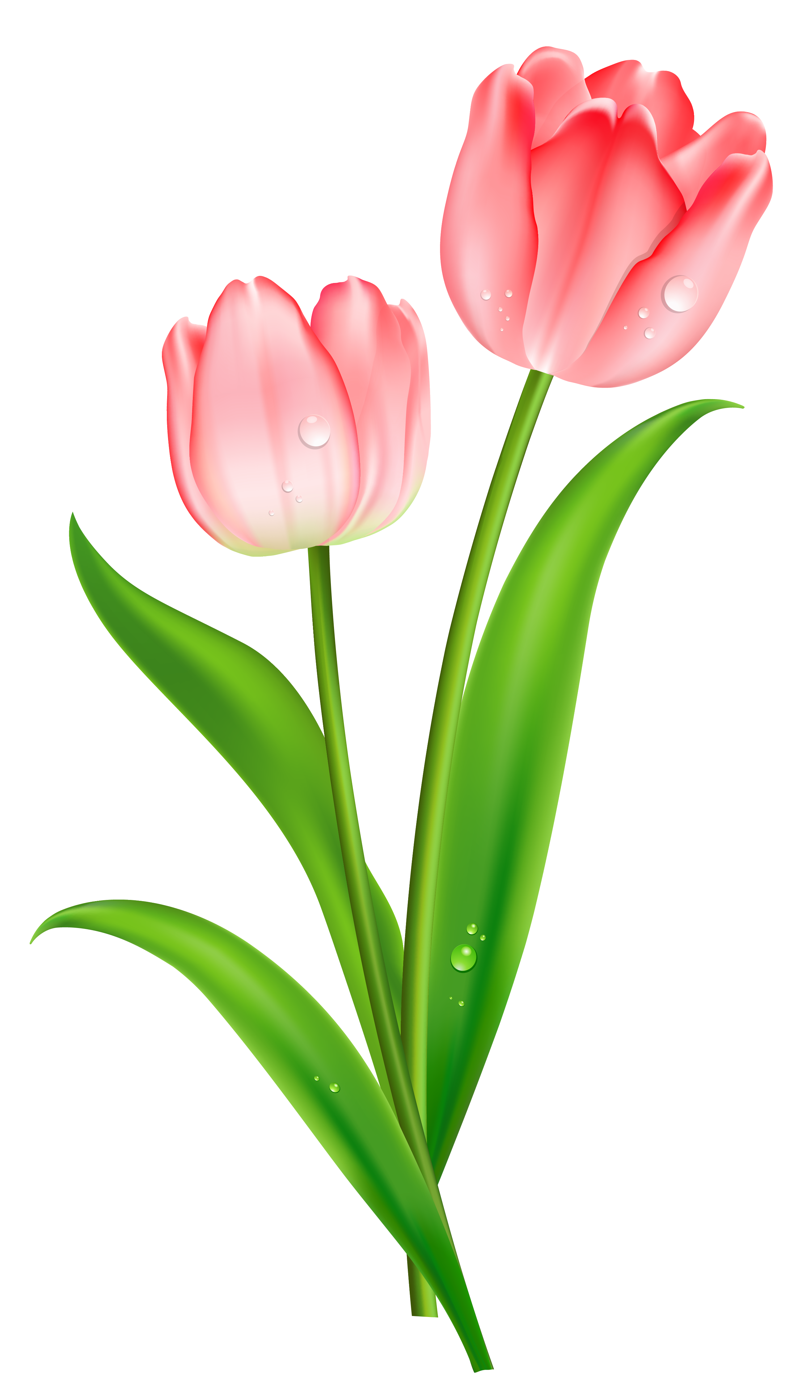 Download PNG image - Tulip PNG Picture 