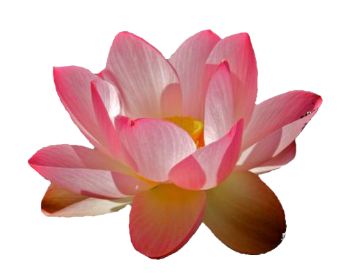 Download PNG image - Water Lily PNG File 