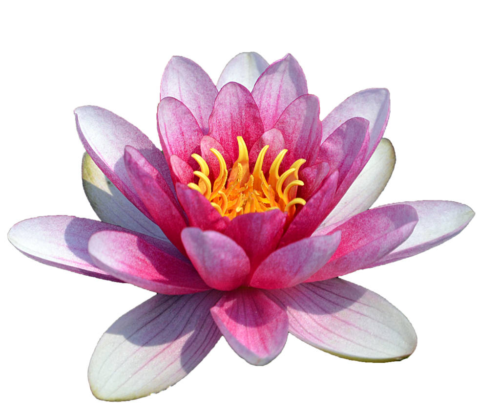 Download PNG image - Water Lily PNG HD 