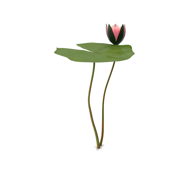 Download PNG image - Water Lily PNG Picture 