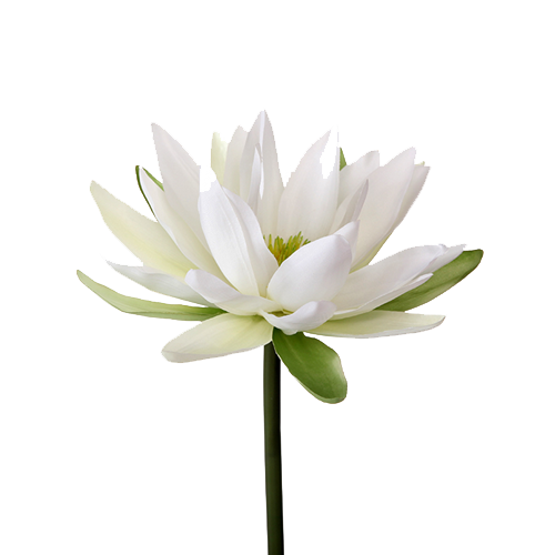Download PNG image - Water Lily PNG Transparent Image 