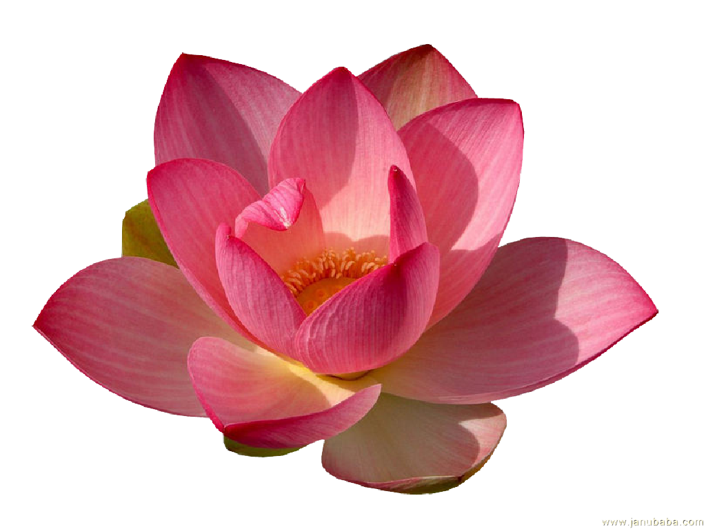 Download PNG image - Water Lily PNG Transparent 