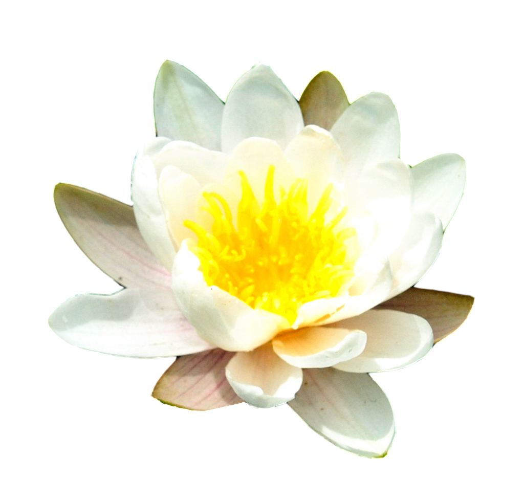 Download PNG image - Water Lily Transparent Background 