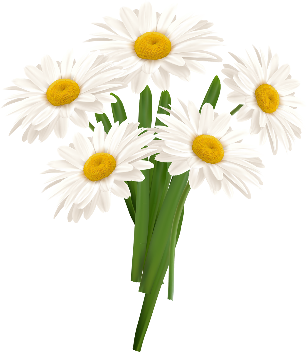 Download PNG image - White Camomile PNG 