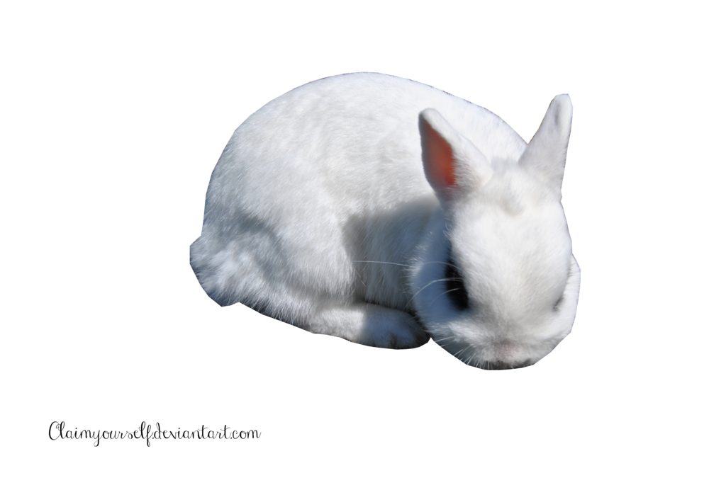 Download PNG image - White Rabbit PNG Clipart 
