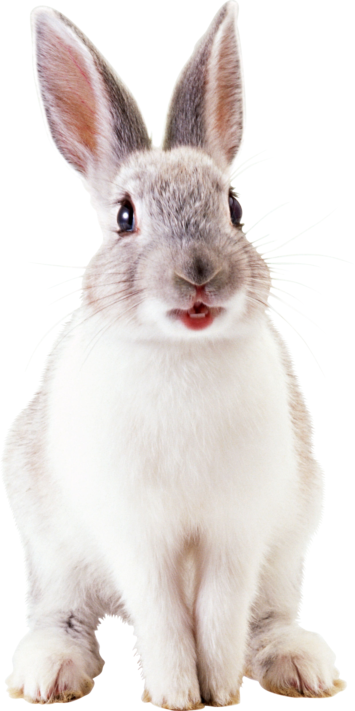Download PNG image - White Rabbit PNG File 