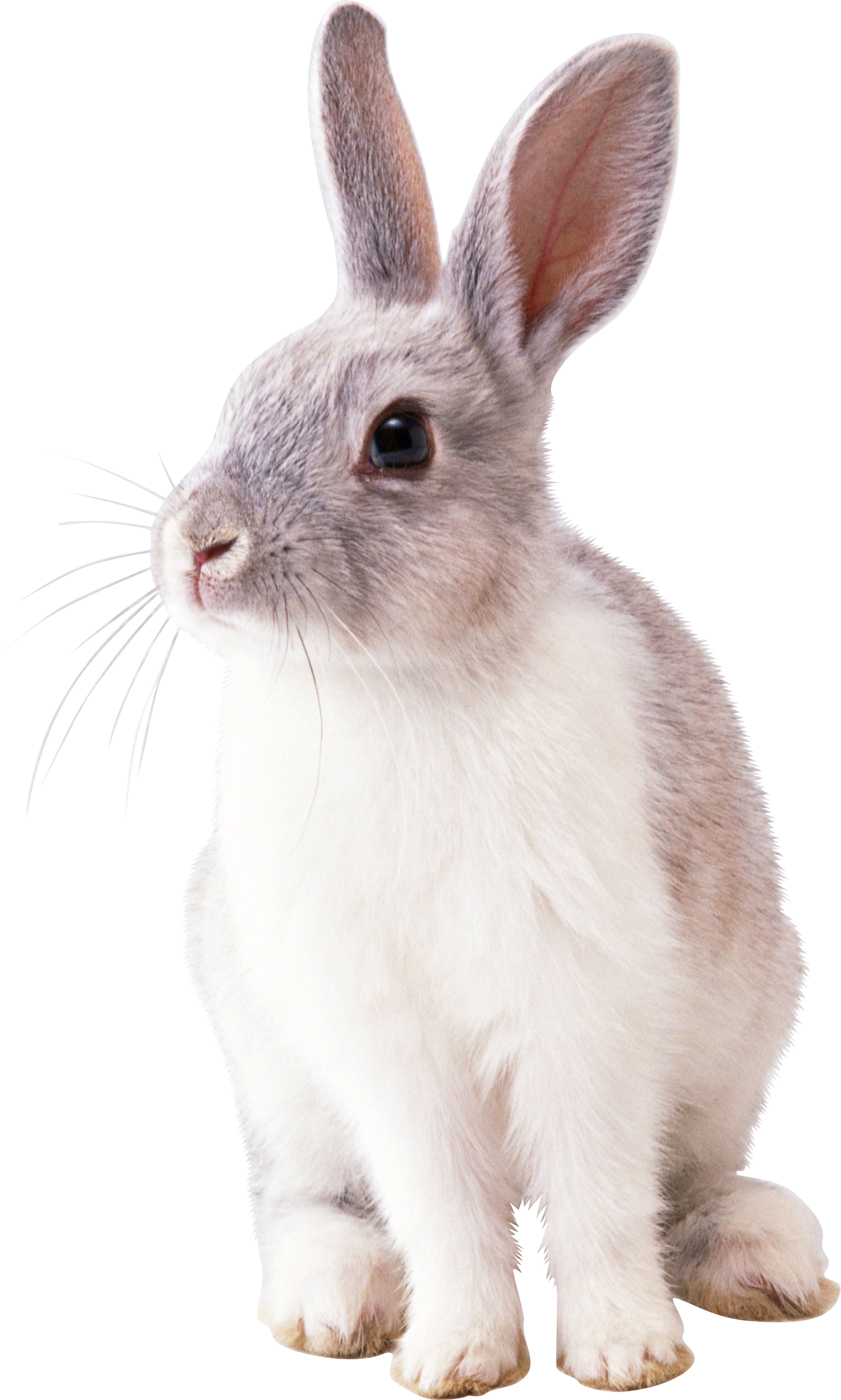 Download PNG image - White Rabbit PNG Image 